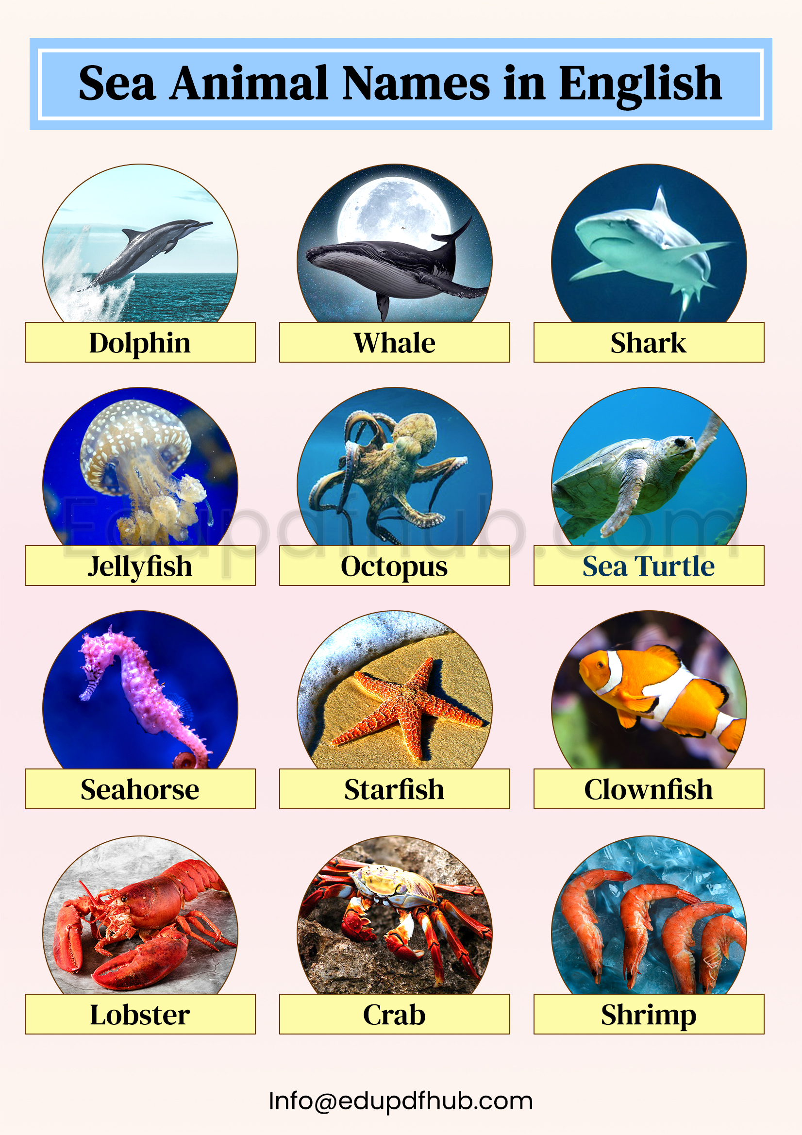 Sea Animals Names in English